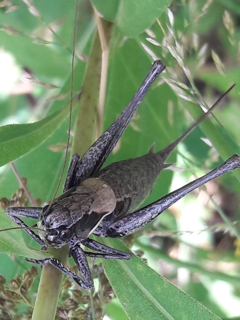 Pholidoptera aptera - nagy avarszöcske