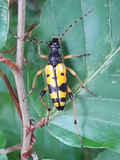 Rutpela maculata - tarkacsápú karcsúcincér