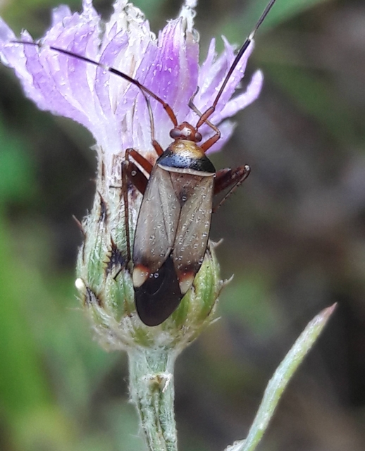 Adelphocoris vandalicus - feketevállú mezeipoloska
