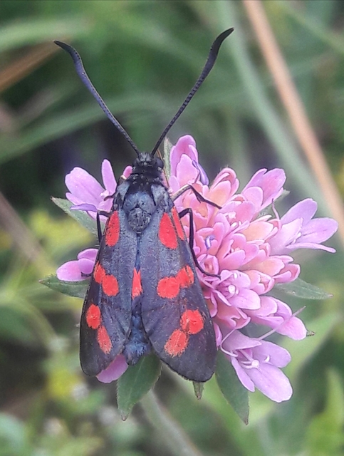 Zygaena filipendulae - acélszínű csüngőlepke