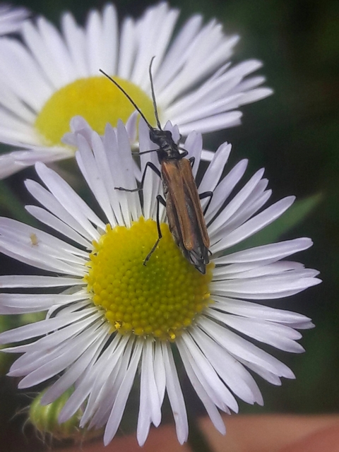 Oedemera femorata - sárgahátú álcincér