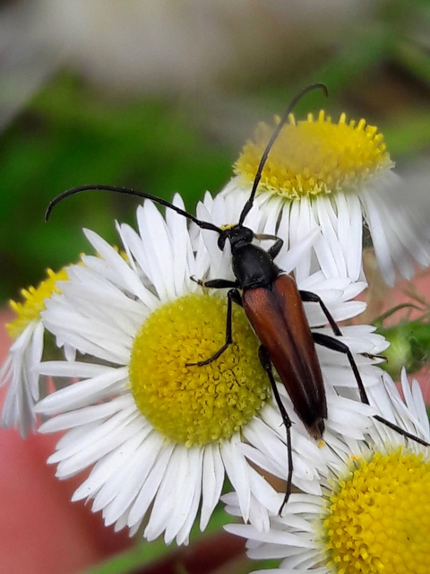 Stenurella melanura - feketevégű karcsúcincér