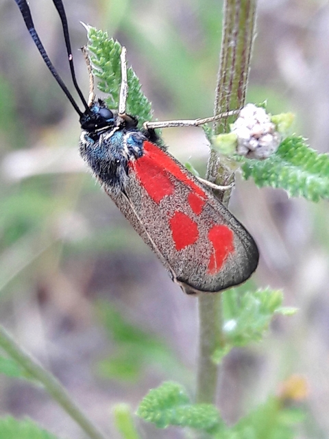 Zygaena loti - közönséges csüngőlepke