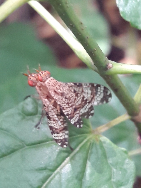 Sciomyzidae - szarvaslégyfélék