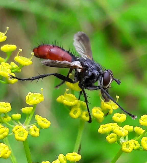 Cylindromyia bicolor