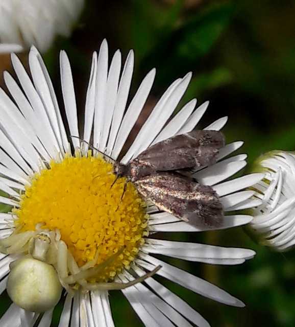 Anthophila fabriciana - lápréti levélmoly
