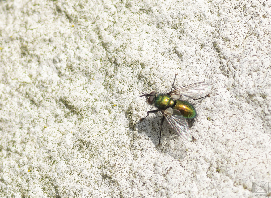 Gymnocheta viridis - aranyzöld fürkészlégy
