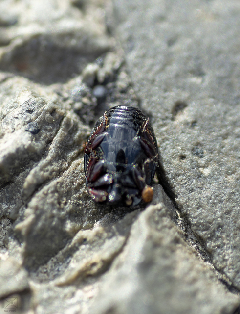Atholus corvinus - hollófekete sutabogár