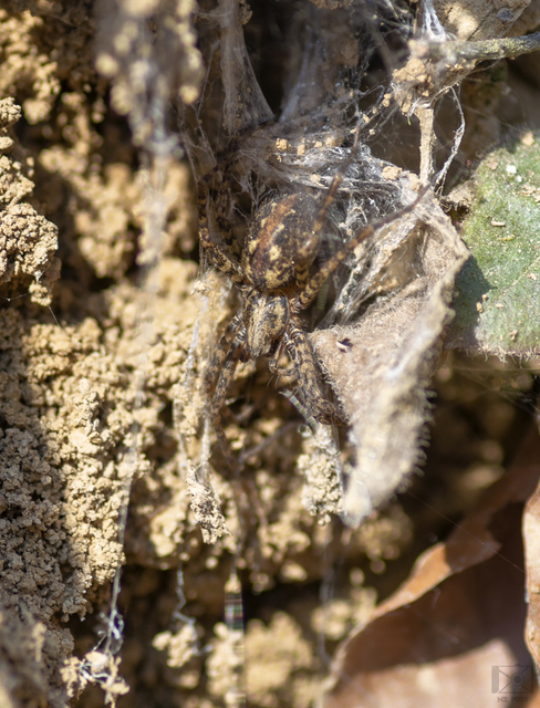 Tegenaria ferruginea - hegyi zugpók