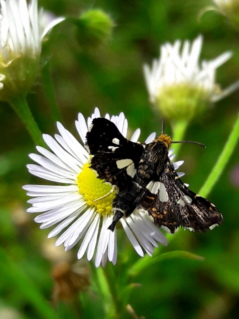 Thyris fenestrella - gyakori ablakosmoly