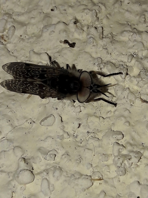 Haematopota