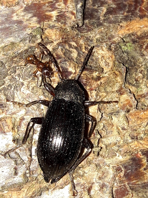 Stenomax aeneus - bronzos gyászbogár