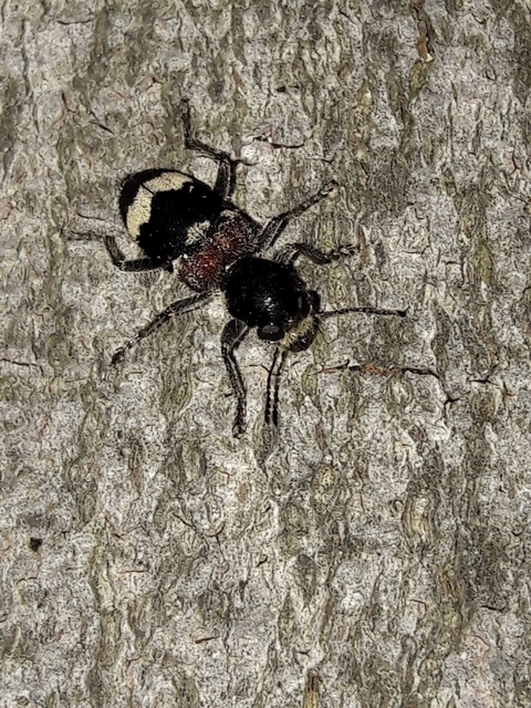 Clerus mutillarius - feketenyakú szúfarkas