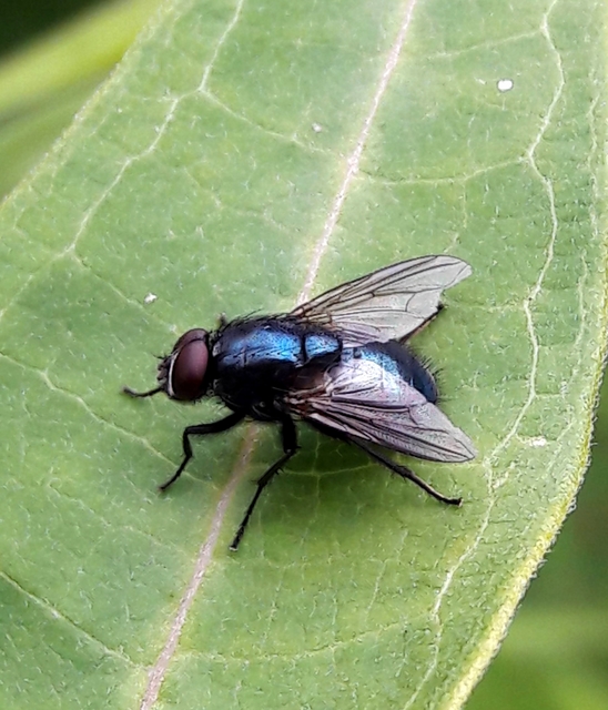 Eudasyphora