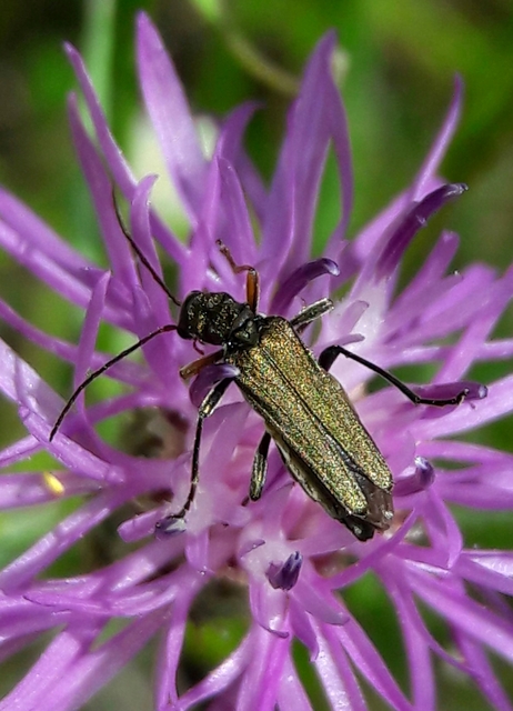 Oedemera flavipes - sárgalábú álcincér Oedemera flavipes - sárgalábú álcincér