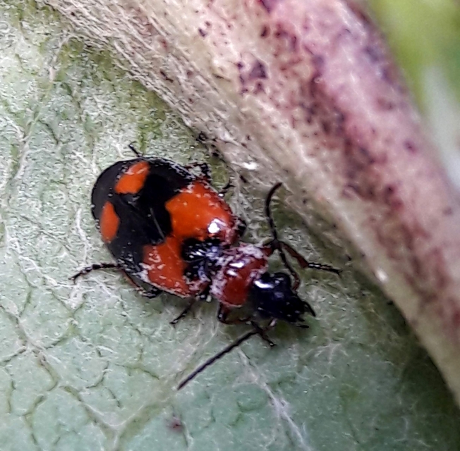 Lebia cruxminor - keresztes cserjefutó