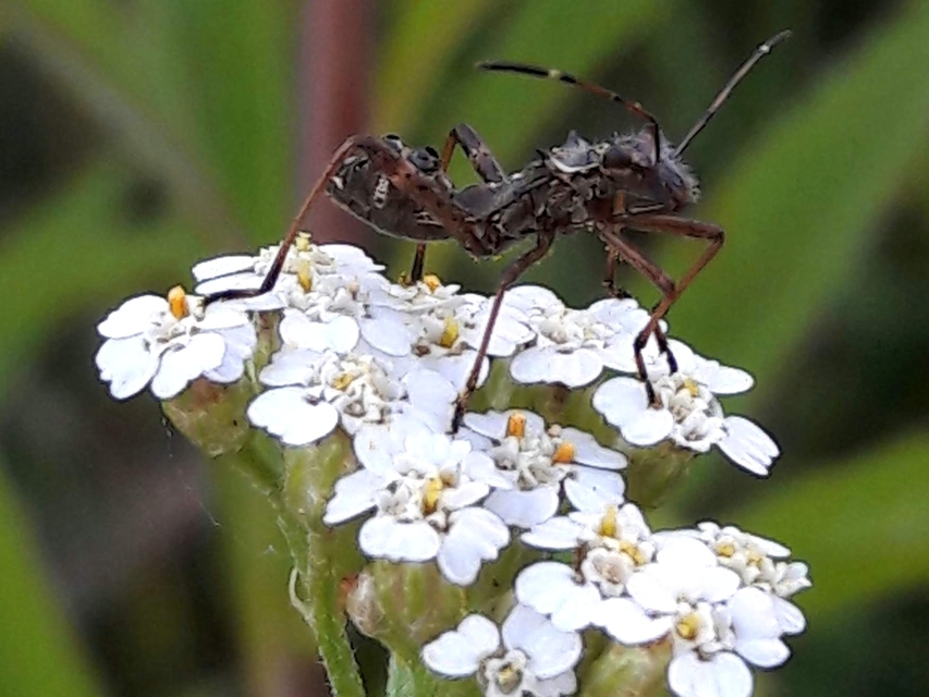 Camptopus lateralis - görbelábú karimáspoloska