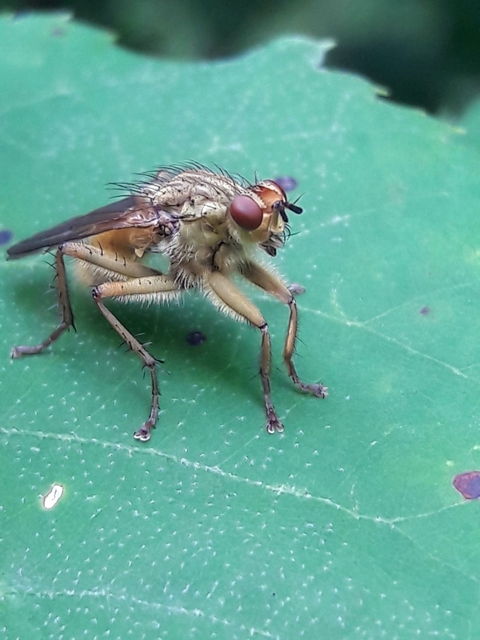 Scathophaga stercoraria - közönséges trágyalégy