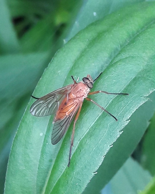 Rhagio tringarius - közönséges kószalégy