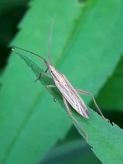 Stenodema