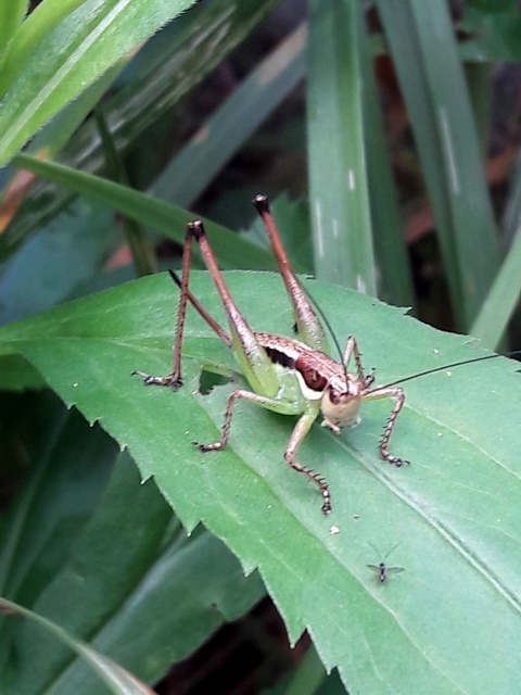 Pachytrachis gracilis - karcsú szöcske