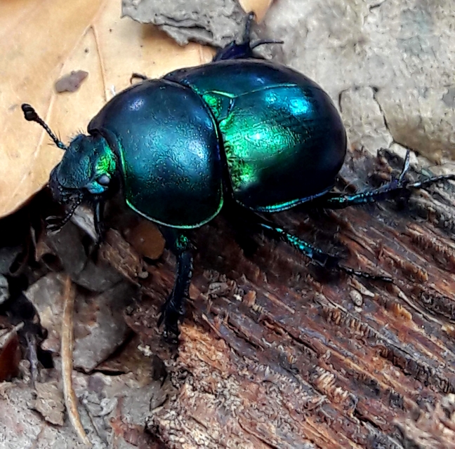 Trypocopris vernalis - tavaszi álganéjtúró