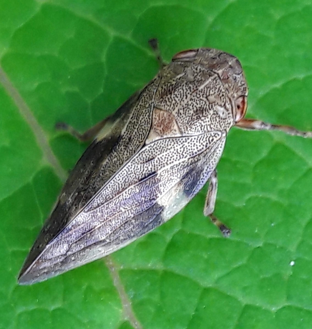 Aphrophora alni