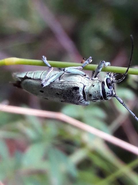 Saperda octopunctata - nyolcpontos cincér