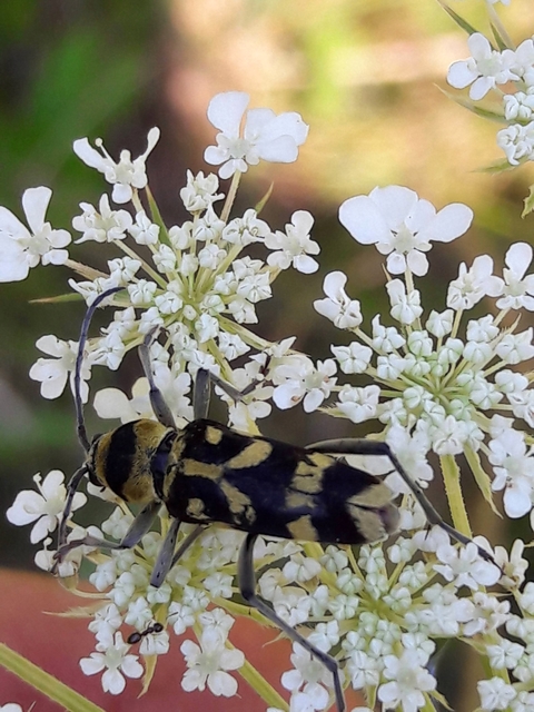 Chlorophorus varius - díszes darázscincér