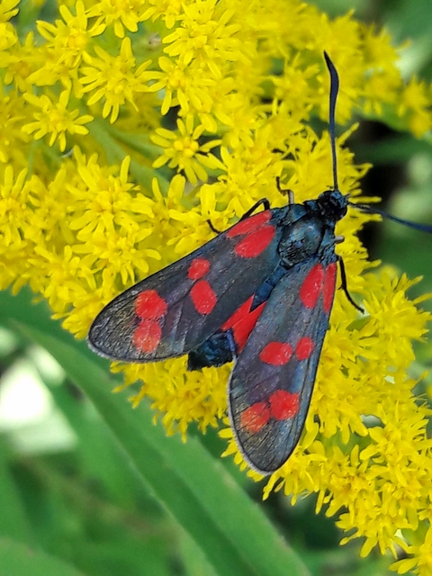 Zygaena filipendulae - acélszínű csüngőlepke