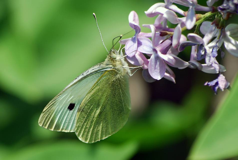 Pieris rapae - répalepke