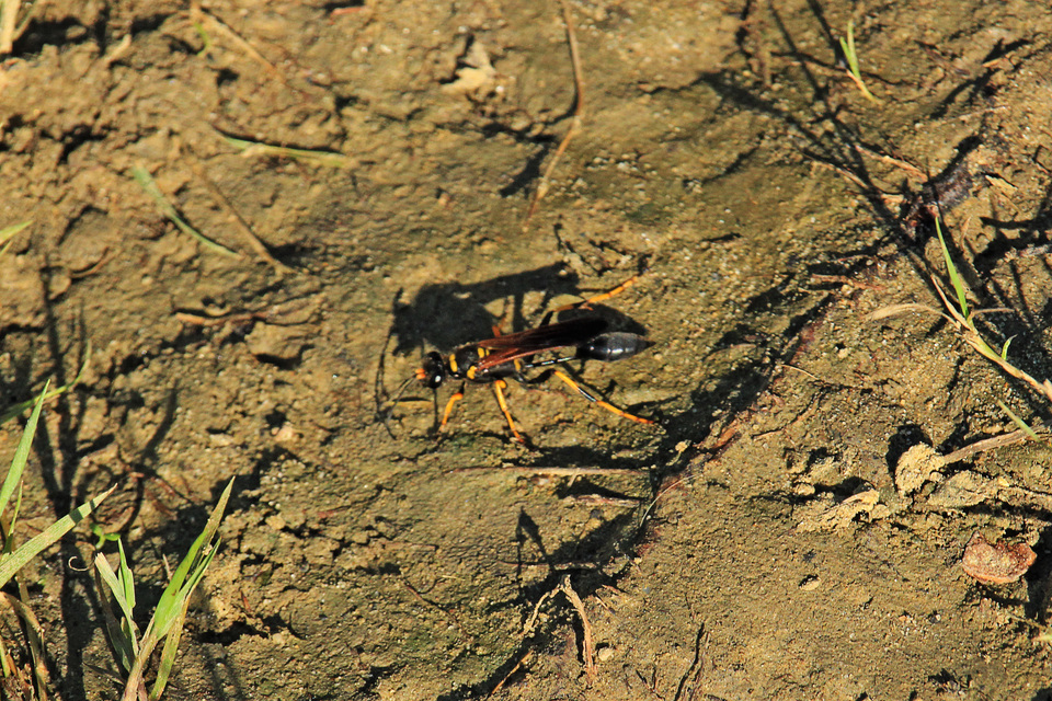 Sceliphron caementarium - feketenyelű lopódarázs