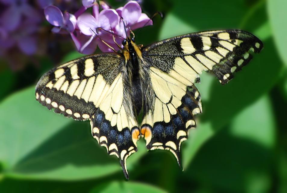 Papilio machaon - fecskefarkú lepke