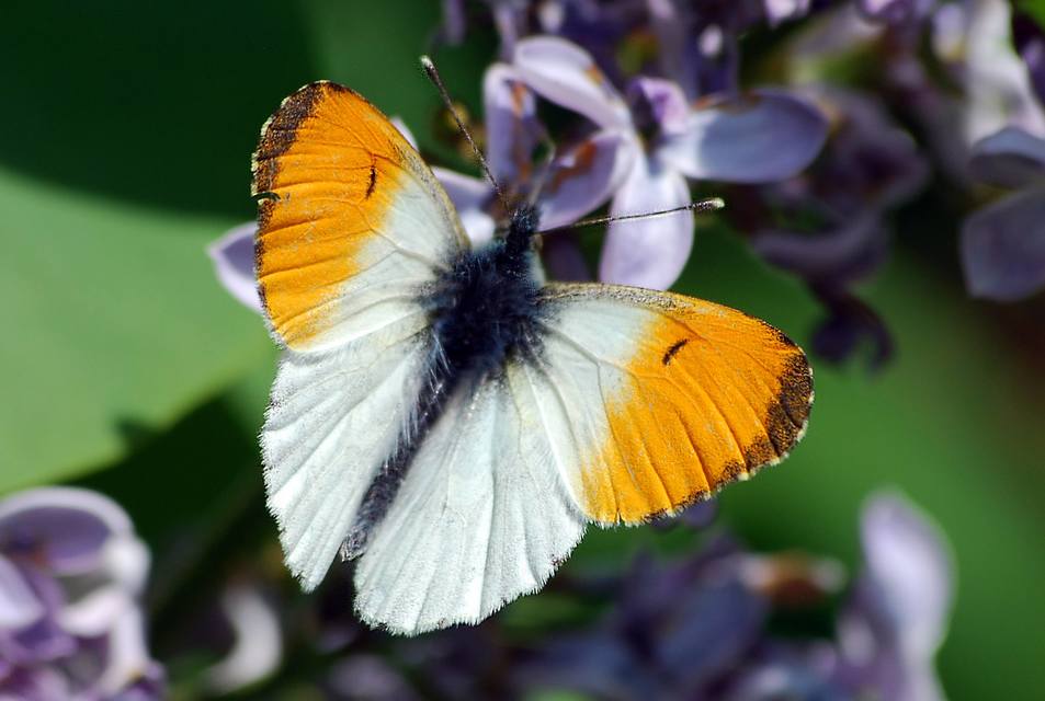 Anthocharis cardamines - hajnalpírlepke