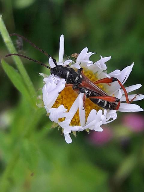 Stenopterus rufus - tarkacsápú keskenyfedőscincér