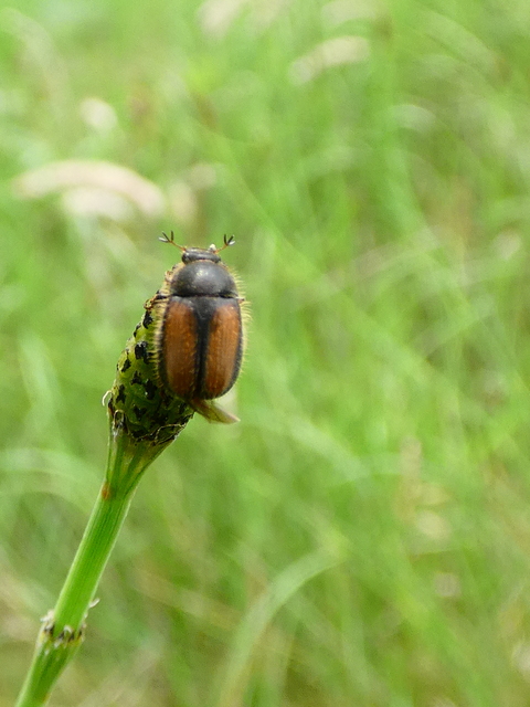 Omaloplia nigromarginata - szegélyes kiscserebogár