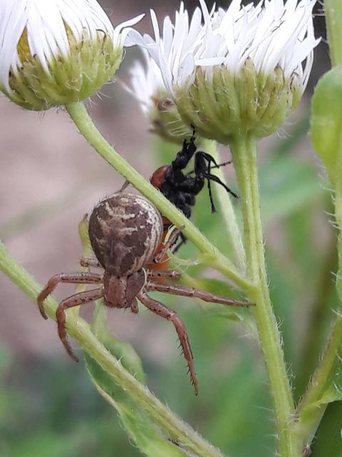 Xysticus kochi/cristatus