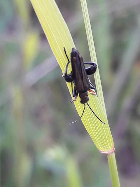 Oedemera flavipes - sárgalábú álcincér Oedemera flavipes - sárgalábú álcincér