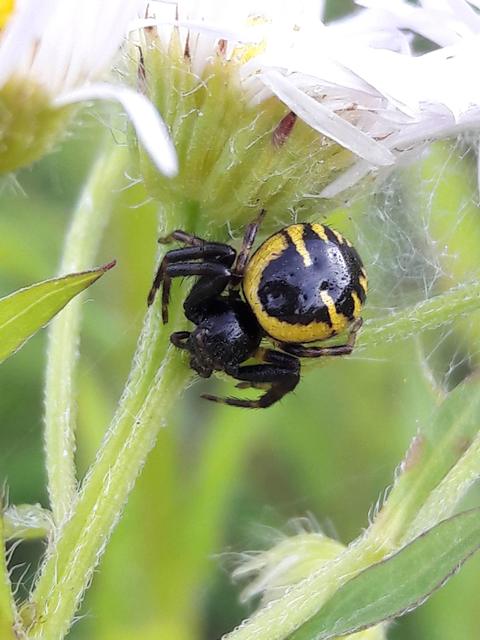 Synema globosum/ornatum