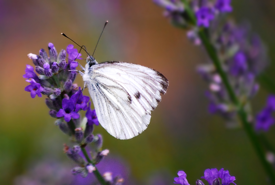 Pieris napi - repcelepke