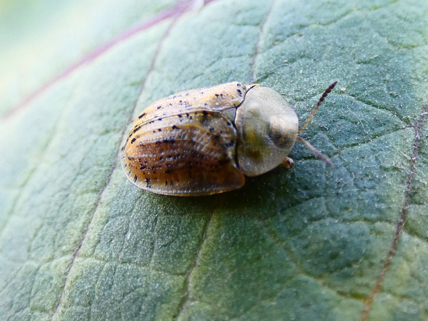 Cassida nebulosa - laboda-pajzsbogár Cassida nebulosa - laboda-pajzsbogár