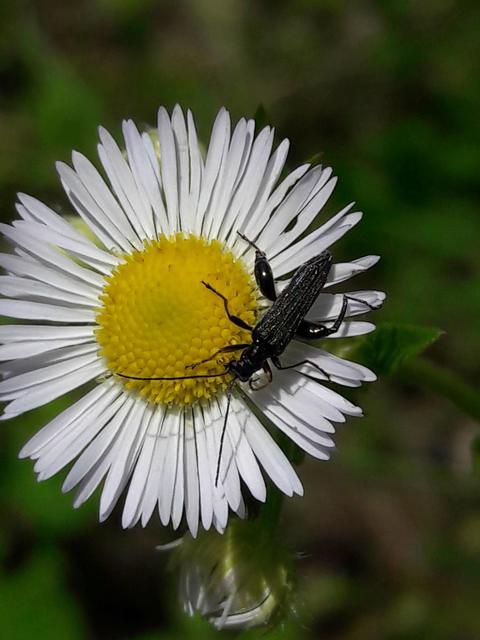 Oedemera flavipes - sárgalábú álcincér Oedemera flavipes - sárgalábú álcincér