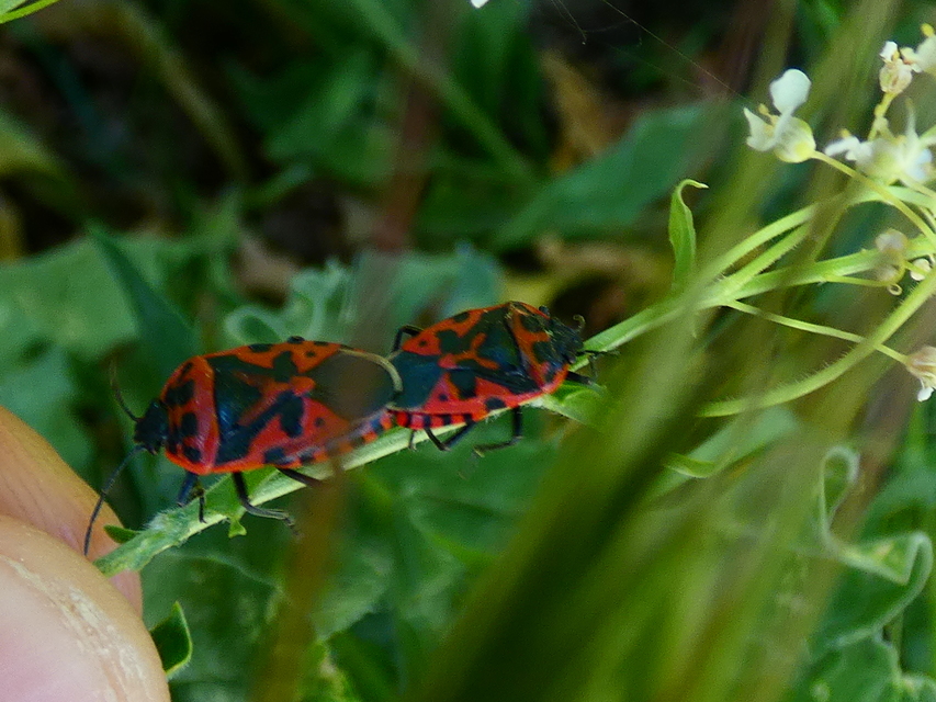 Eurydema ventralis - káposztapoloska