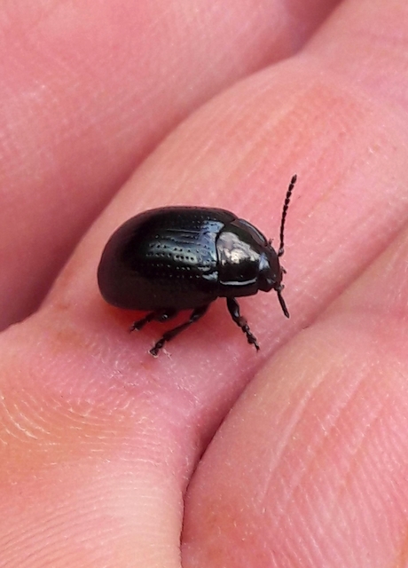 Chrysolina oricalcia - bronzos levélbogár