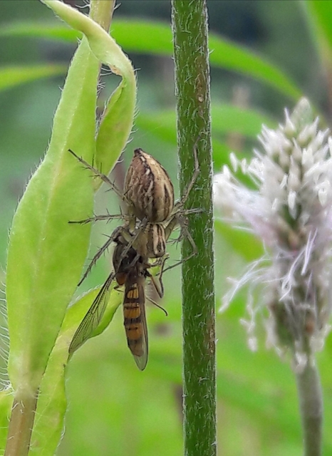 Oxyopes lineatus