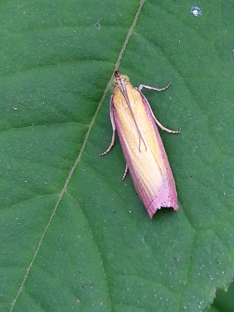 Oncocera semirubella - lucernamoly