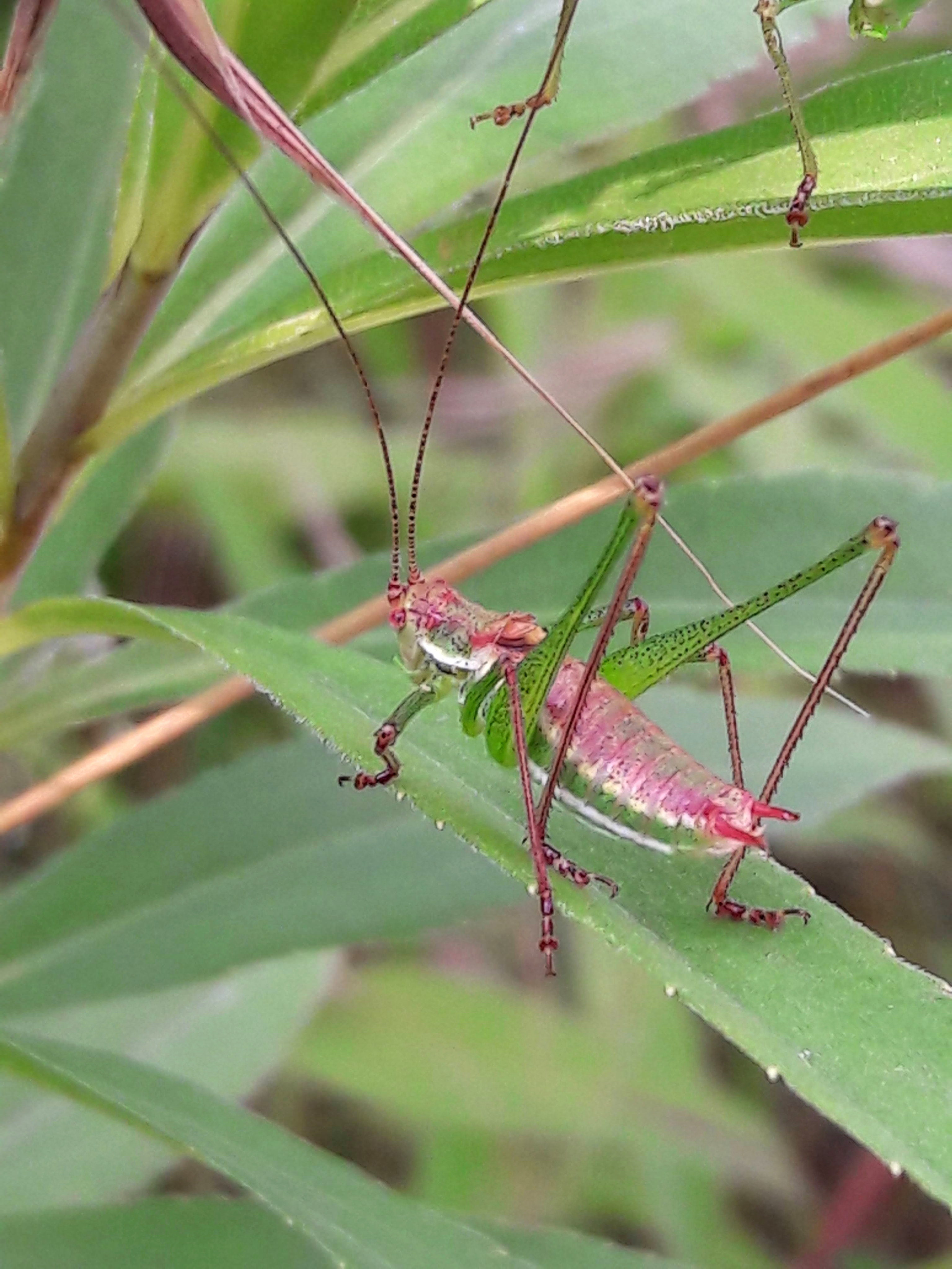 Leptophyes albovittata - közönséges virágszöcske