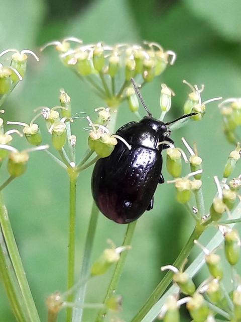 Chrysolina oricalcia - bronzos levélbogár