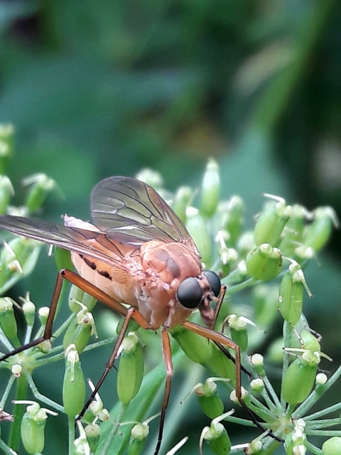 Rhagio tringarius - közönséges kószalégy
