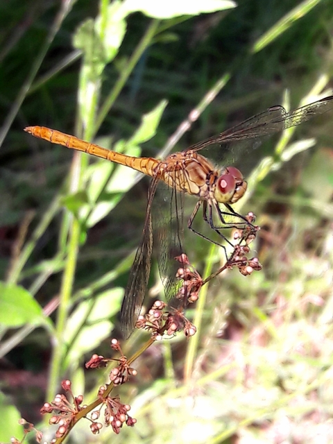 Sympetrum vulgatum - barkós katona-szitakötő